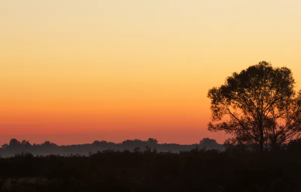Картинка лес, небо, солнце, деревья, красный, природа, туман, восход