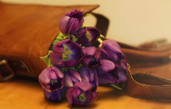 Картинка цветы, фон, тюльпаны