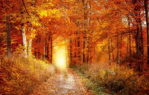 Дорога, осень, лес