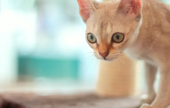 Картинка кошка, глаза, взгляд, мордочка, боке
