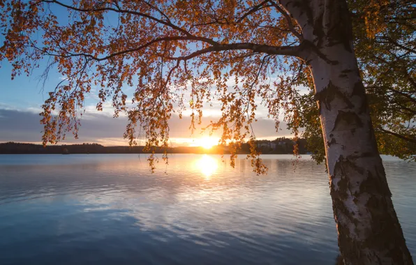Картинка осень, закат, ветки, озеро, дерево, берёза, Финляндия, Finland