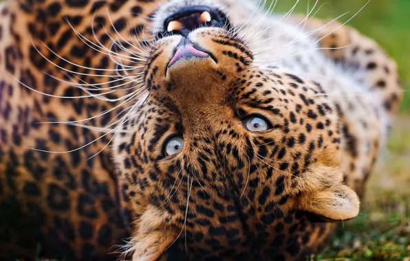 Картинка усы, взгляд, морда, леопард, оскал, играет, leopard