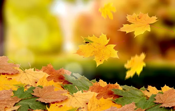 Картинка осень, листва, падение, ворох