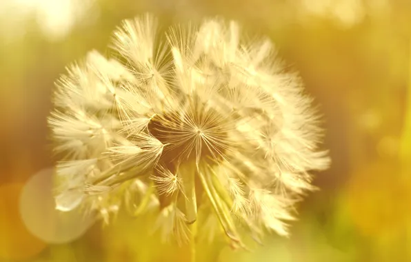 Plant, meadow, dandelion