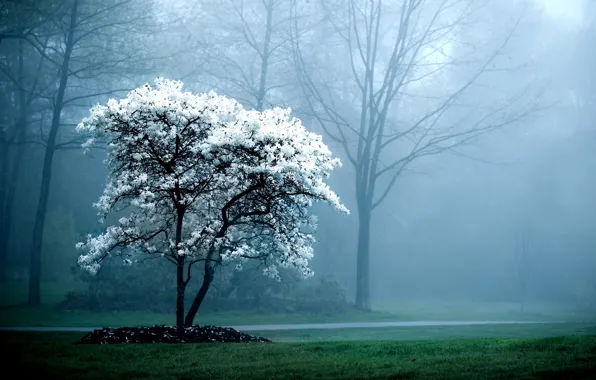 Картинка деревья, природа, туман, фон, дерево, ветви, обои, картинки