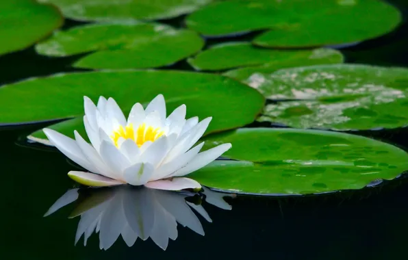 Картинка цветок, пруд, лотос, водяная лилия