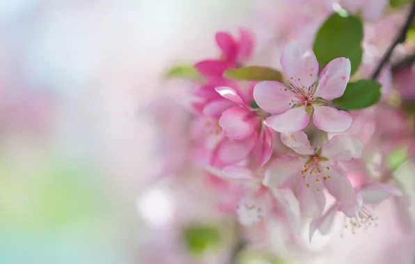 Розовый, нежность, весна, сакура