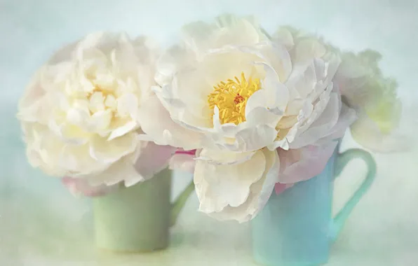 Картинка цветы, фон, две, букет, арт, кружка, чашка, белые