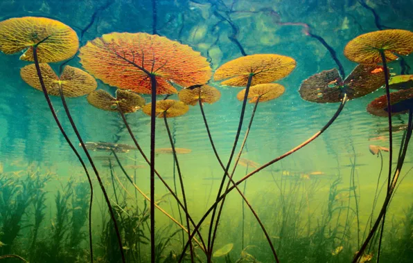 Вода, водоросли, растения, глубина, подводный мир