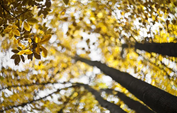 Картинка autumn, bokeh, fall, swirling, forecast for gold