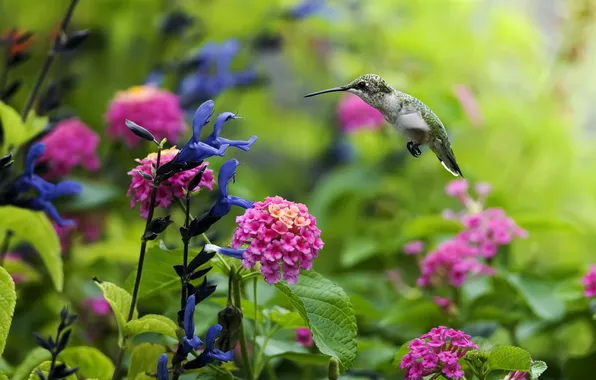 Картинка цветы, птицы, природа, нектар, птица, растения, колибри, полёт
