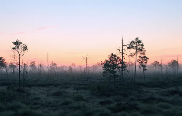Картинка лес, пейзаж, природа, туман, утро