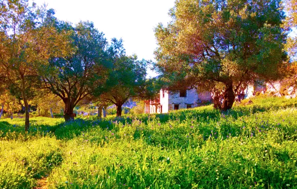 House, spring, Greece, Horse, Fields, Sikia, Sithinia, Halkididi