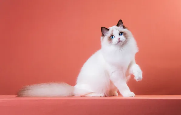 Кошка, кот, взгляд, поза, мордашка