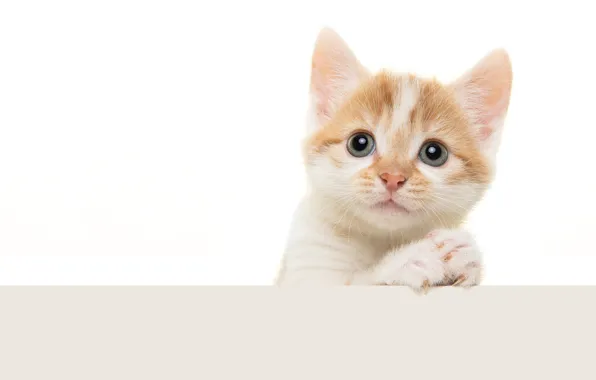 Кошка, взгляд, поза, котенок, портрет, лапки, белый фон, мордашка