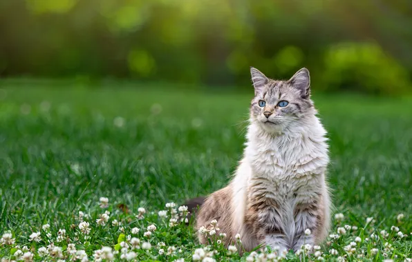 Кошка, кот, цветы, поляна, клевер
