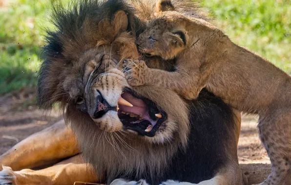 Animals, lion, playing, wildlife, king, lion cub
