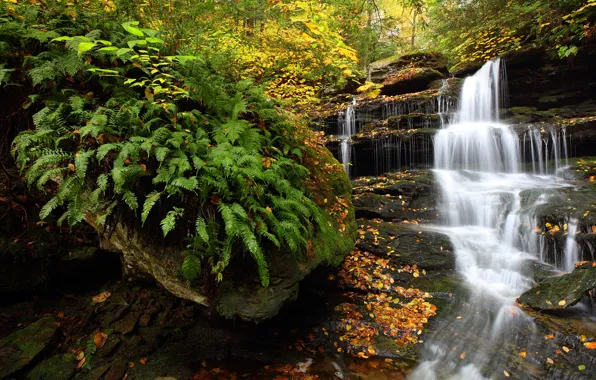 Картинка осень, лес, водопад, Пенсильвания, папоротник, каскад, Pennsylvania, Ricketts Glen State Park
