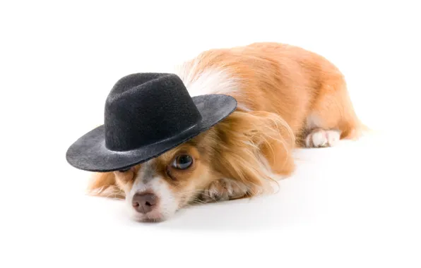 Картинка собака, шляпа, белый фон, рыжая
