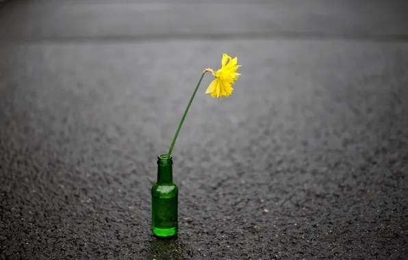 Картинка цветок, улица, бутылка