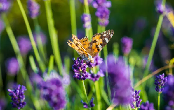 Картинка Цветы, Бабочка, Flowers, Butterfly, Лаванды, Лавандовое поле, Lavender Field