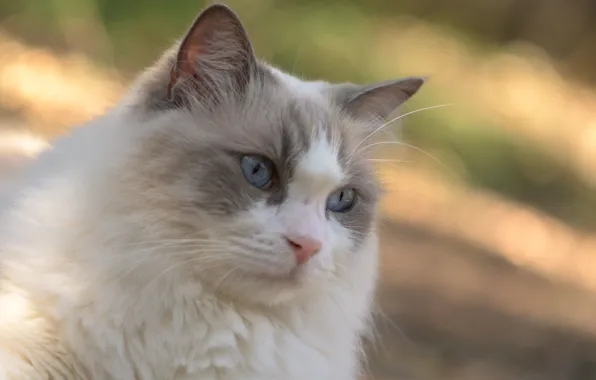 Кошка, кот, взгляд, фон, Fleur Walton