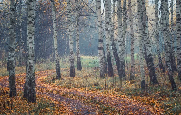 Осень, лес, туман, березы, березовая роща