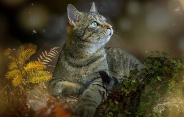 Осень, кошка, трава, кот, взгляд, морда, серый, поляна