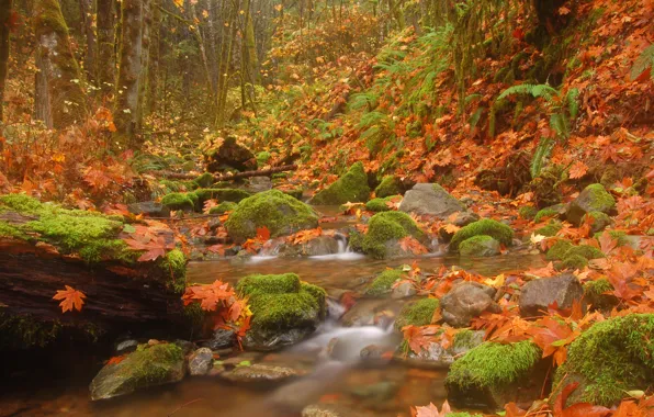 Картинка осень, лес, листья, деревья, природа, ручей, камни, речка