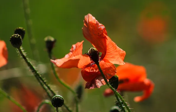 Red, flower, poppy