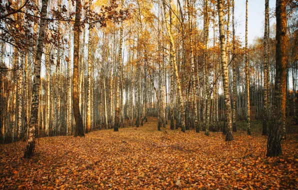 Картинка осень, берёзы, роща
