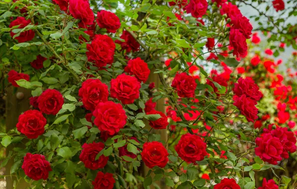 Картинка макро, цветы, розы, кустарник