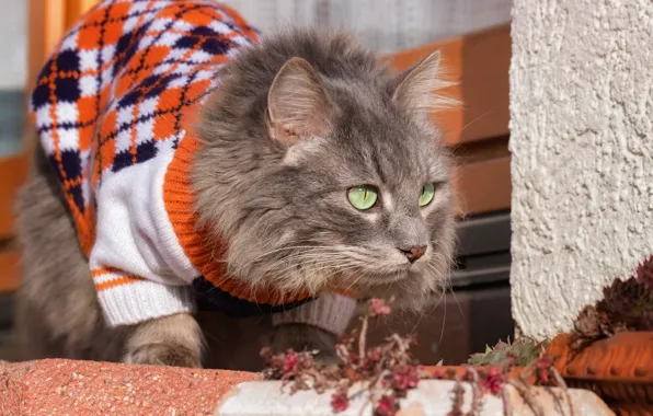 Кошка, кот, одежда