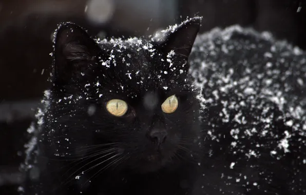 Картинка зима, черный картинки, снег фото, кот обои