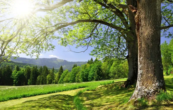 Картинка зелень, лес, лето, трава, солнце, деревья, горы, блики