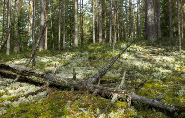 Лес, дерево, мох, сосны, лето., поваленное