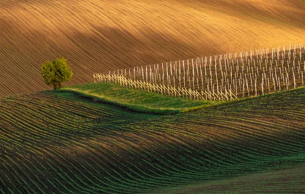 Green, tree, plantation