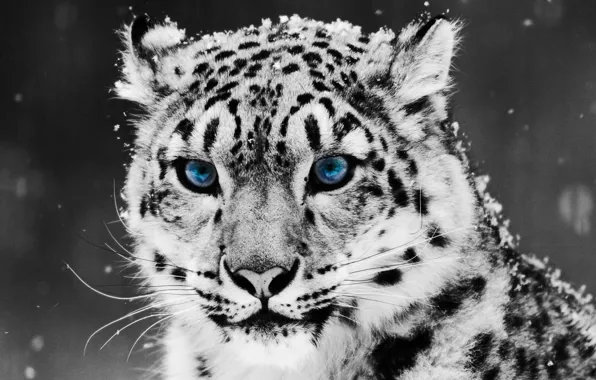 Картинка снег, Snow Leopard, ирбис, снежный барс