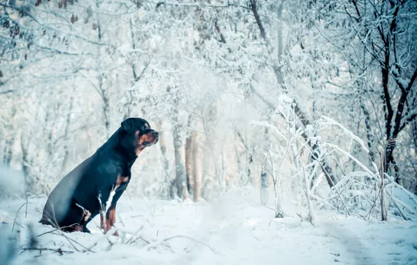 Картинка зима, друг, собака