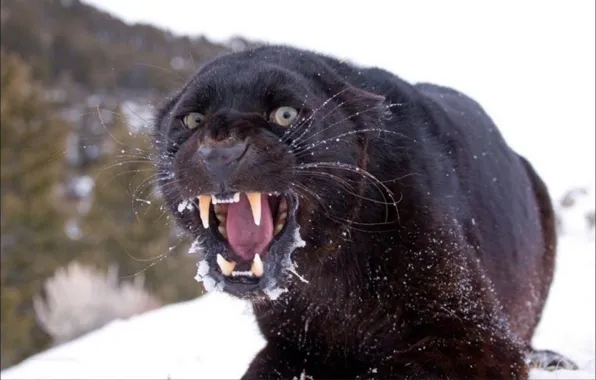 Animals, wildlife, big cat, Angry Panther