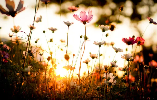 Картинка трава, закат, Цветок, flower