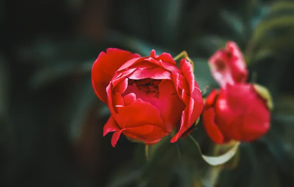 Картинка цветок, лето, красный, природа, растение