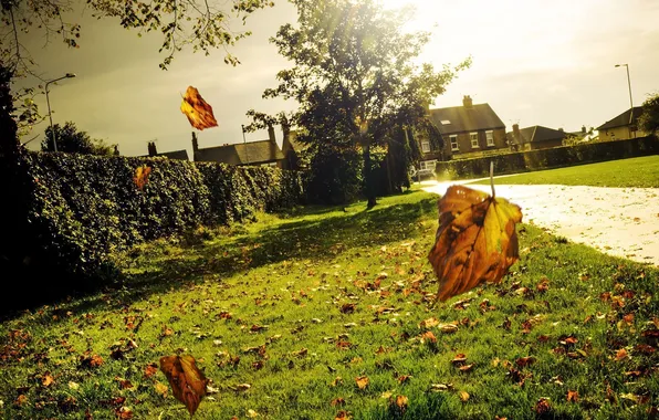 Картинка осень, листья, город, ветер