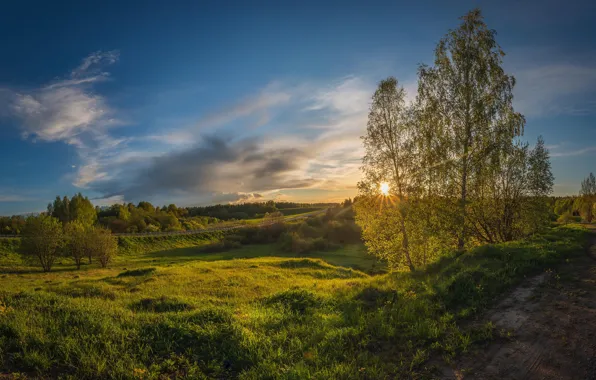 Картинка дорога, поле, берёзы