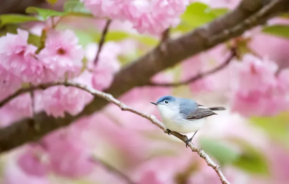 Дерево, птица, ветка, цветение, bird, blooming, blue-gray gnatcatcher, polioptila caerulea
