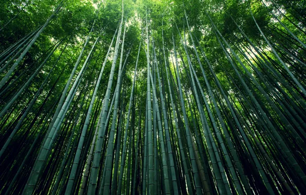Картинка лес, стебли, листва, бамбук, роща