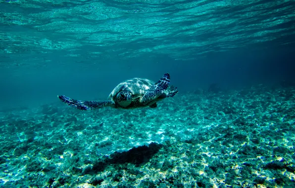 Картинка море, синева, черепаха, дно, подводный мир, под водой, плывёт