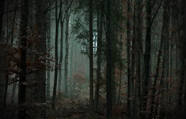 Лес, деревья, природа