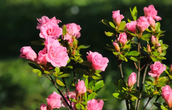 Flower, blooming, azalea