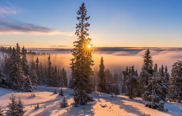 Картинка зима, дорога, солнце, лучи, снег, деревья, пейзаж, природа